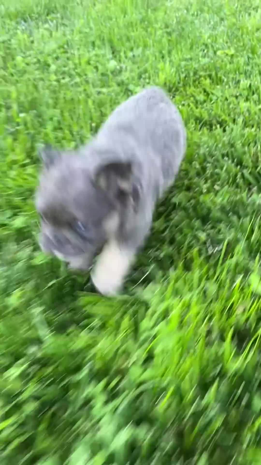 French Bulldog dogs for sale: Buttons - Video 1
