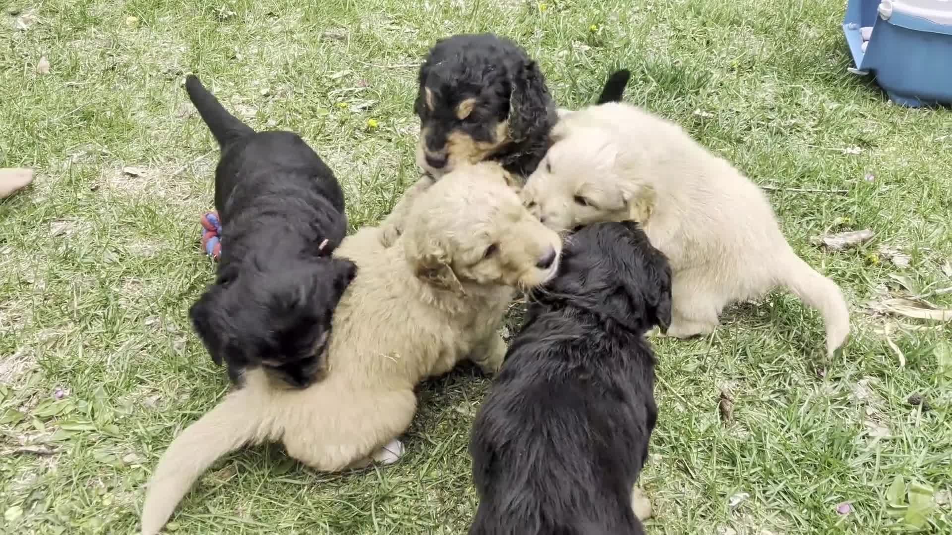 Mixed Breed dogs for sale: Winnie  - Video 2
