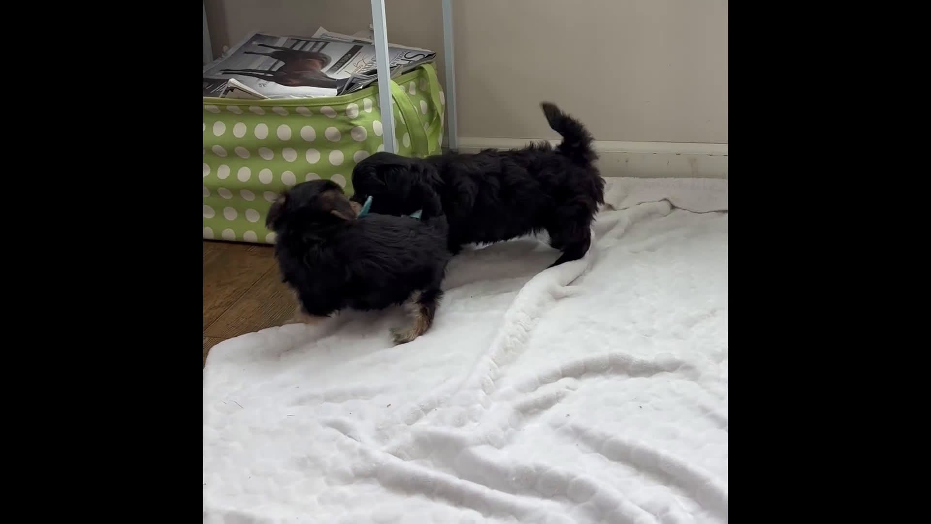 Morkie dogs for sale: Prince  - Video 1