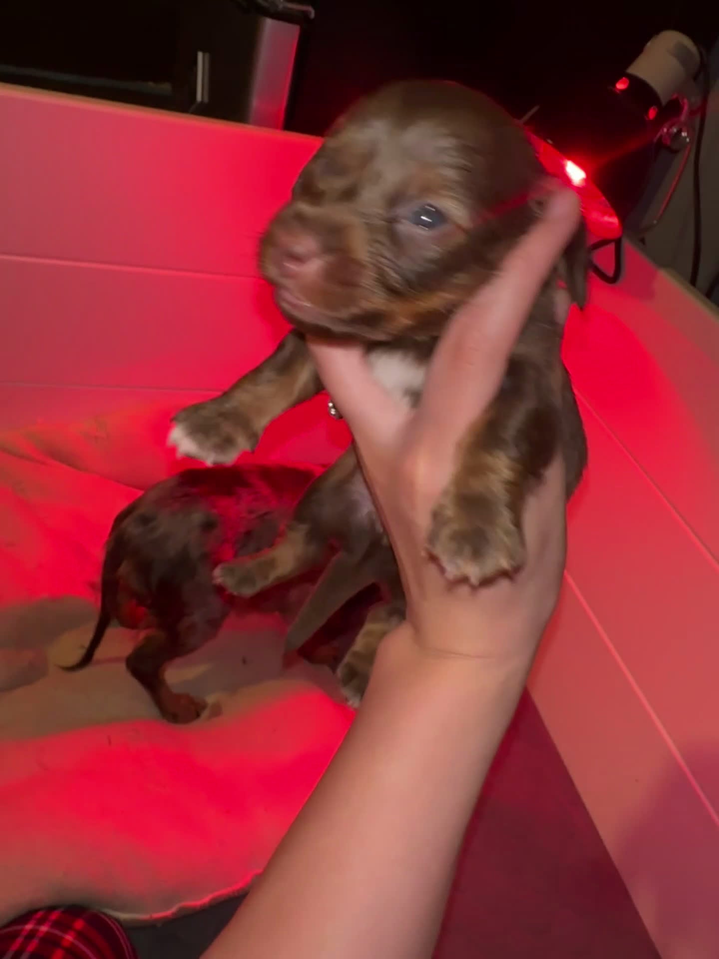 Miniature Dachshund dogs for sale: Hershey - Video 1