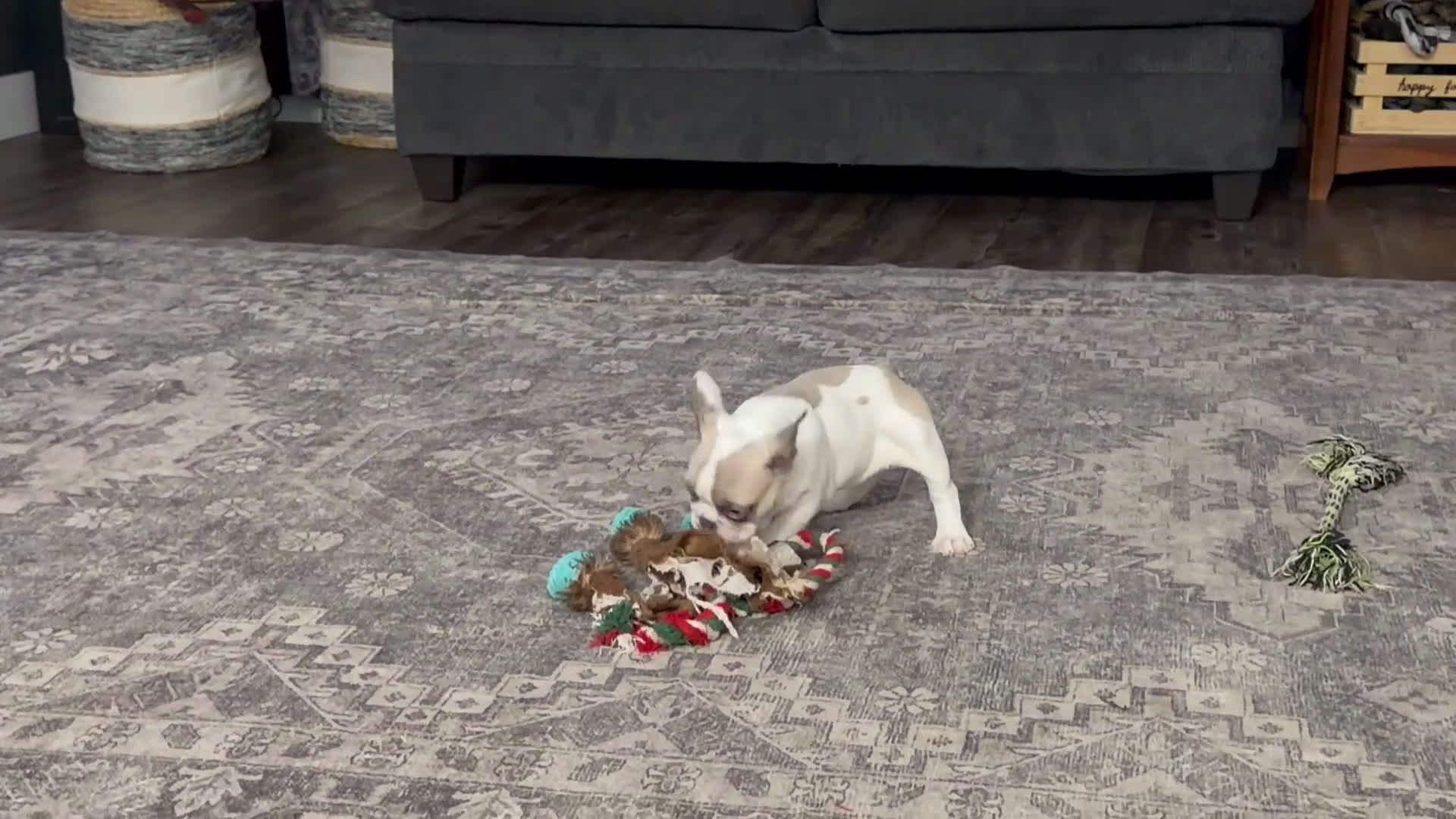 French Bulldog dogs for sale: Rachel - Video 5