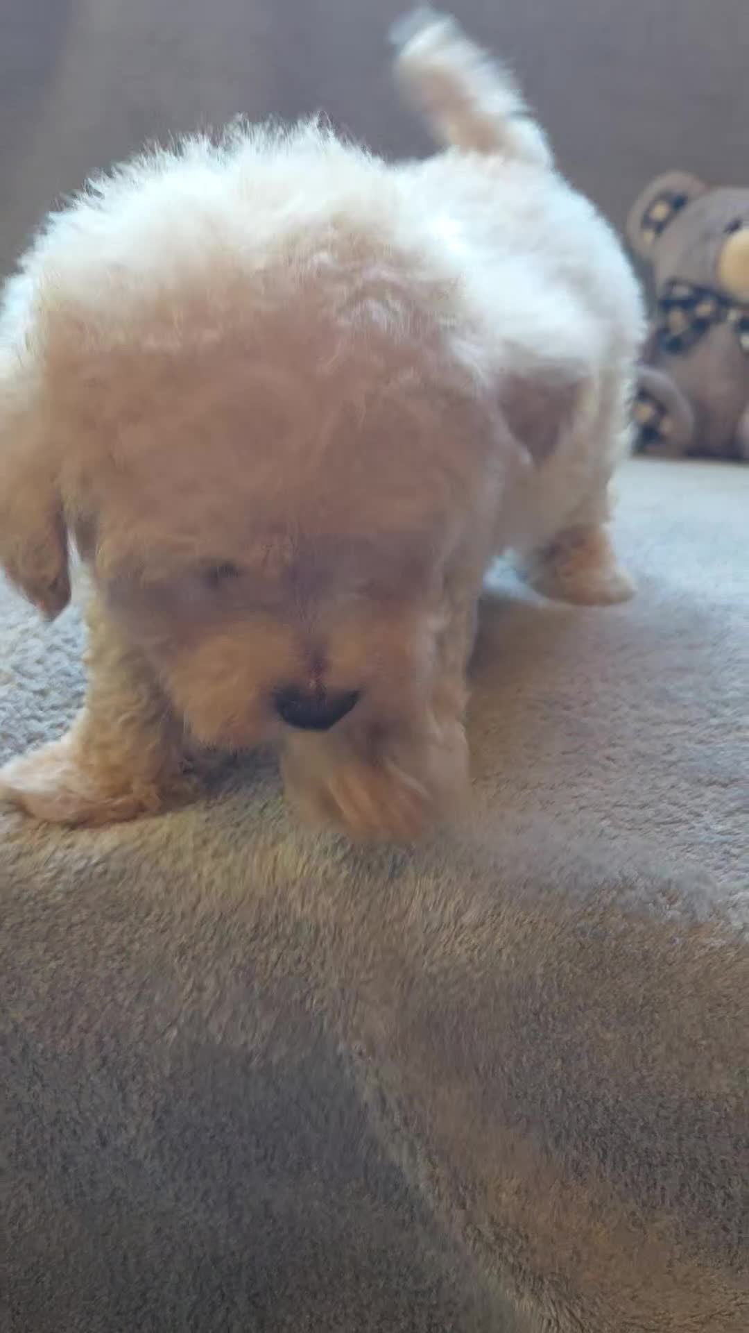 Maltipoo dogs for sale: Tucker - Video 1