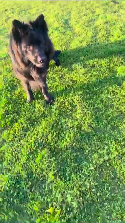 German Shepherd dogs for stud: German Shepherd 1 puppies - Video 2