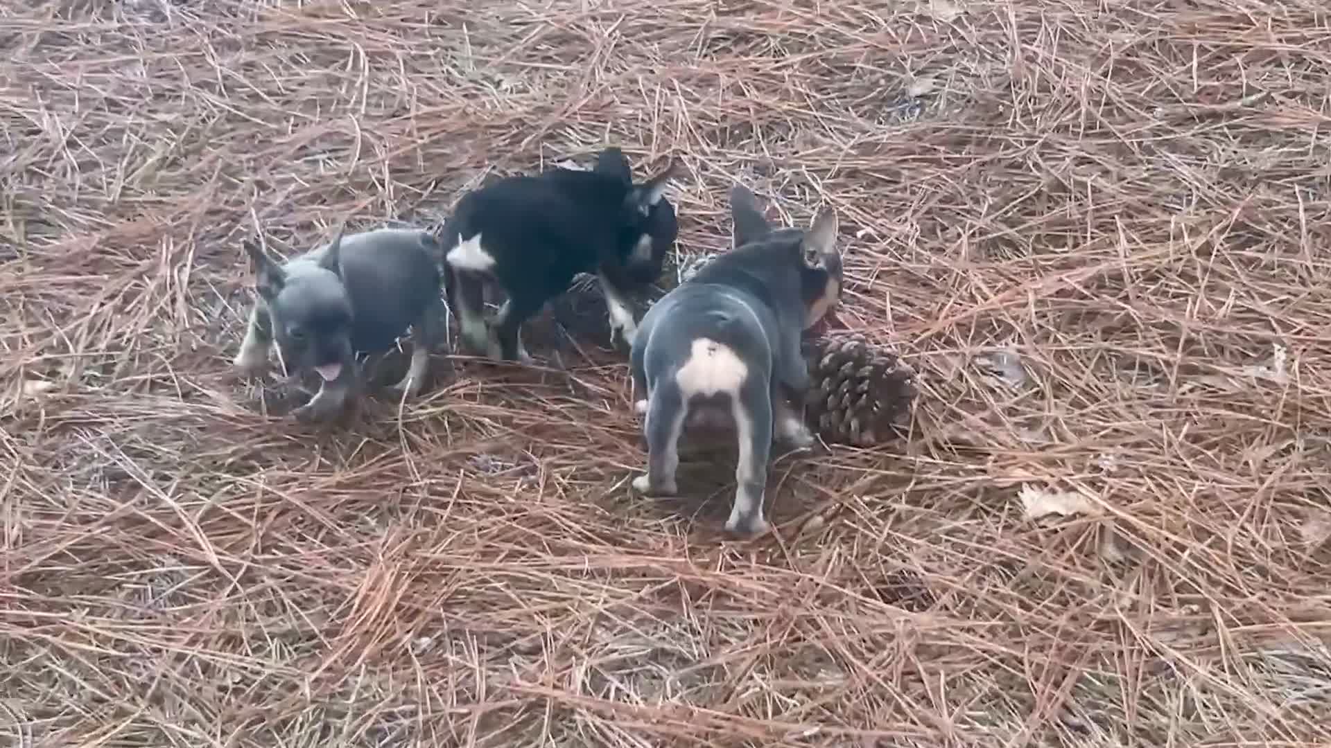 French Bulldog dogs for sale: Freddie  - Video 1