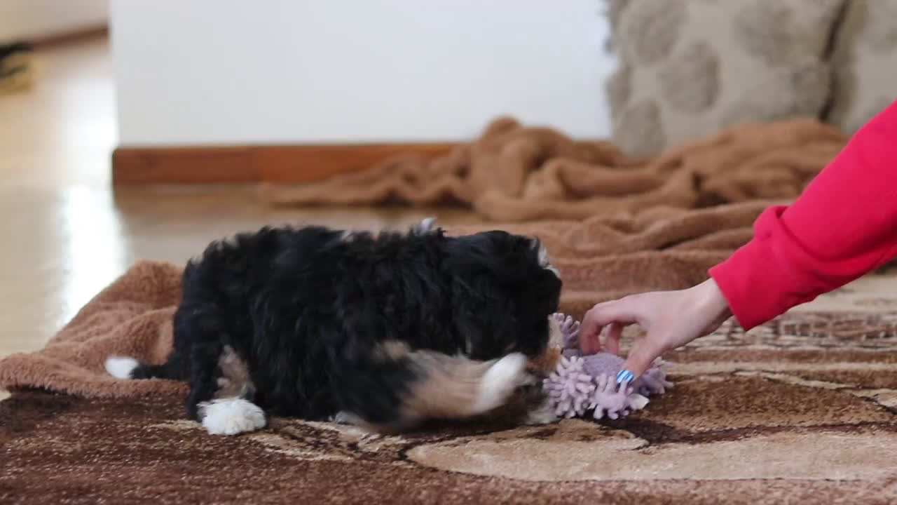 Mini Bernedoodle dogs for sale: Daisy - Video 3