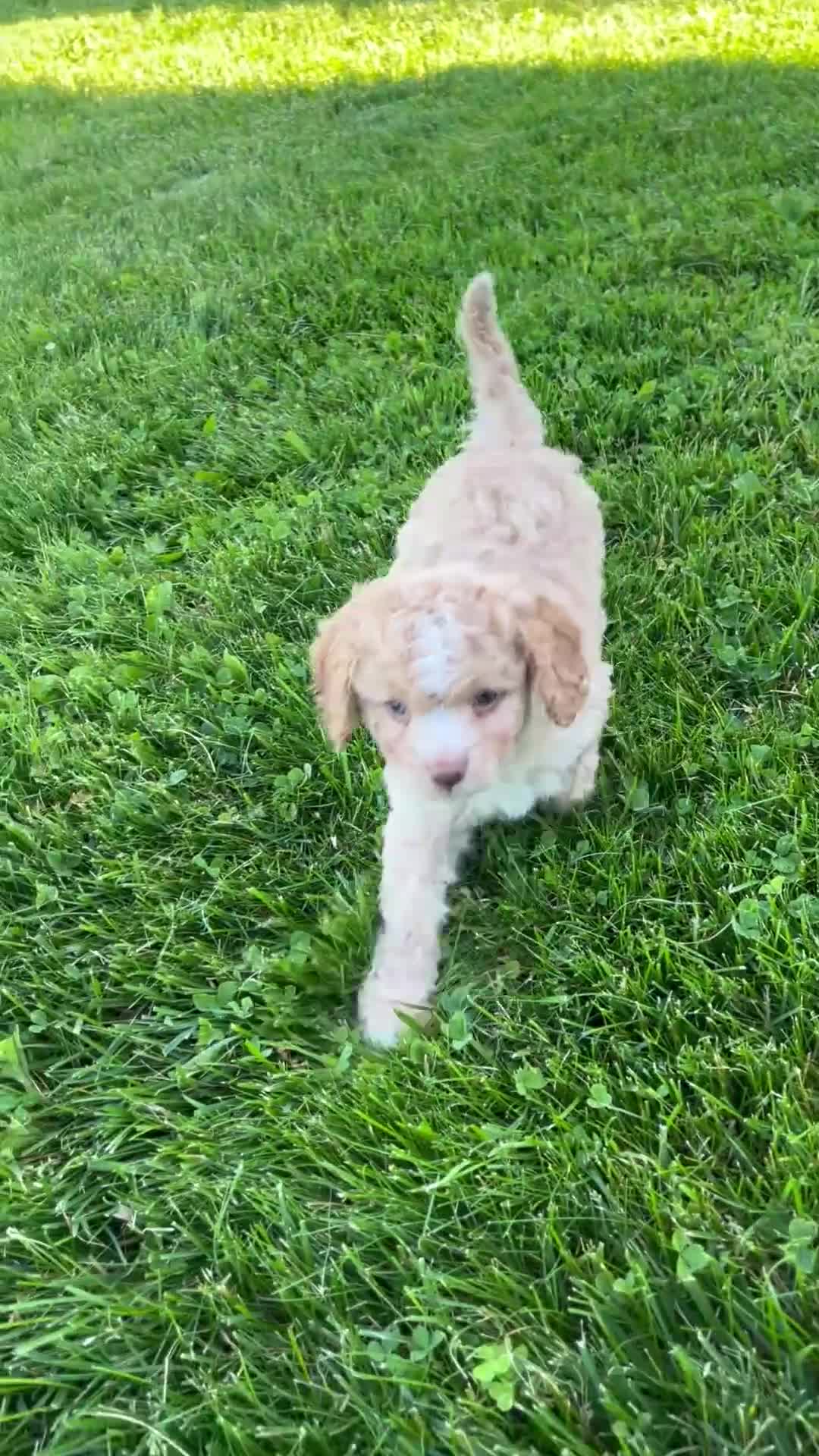 Cavapoo dogs for sale: Copper - Video 1
