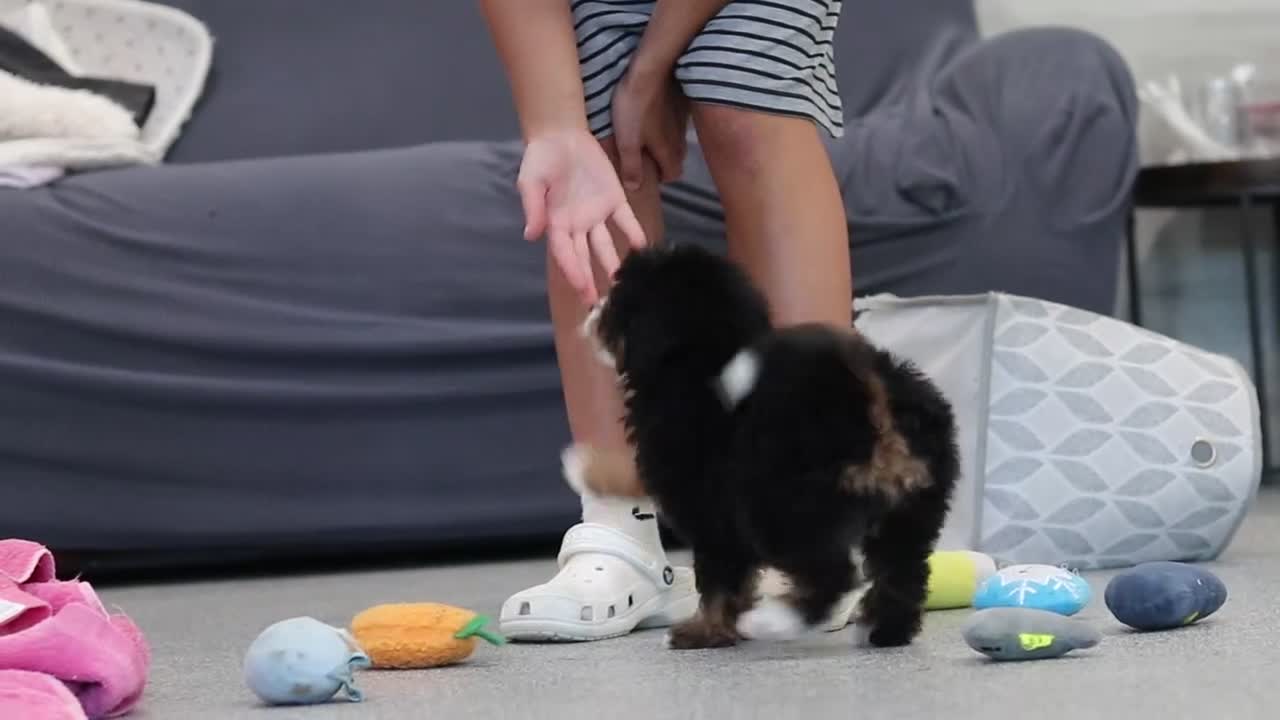 Mini Bernedoodle dogs for sale: Ellie - Video 1
