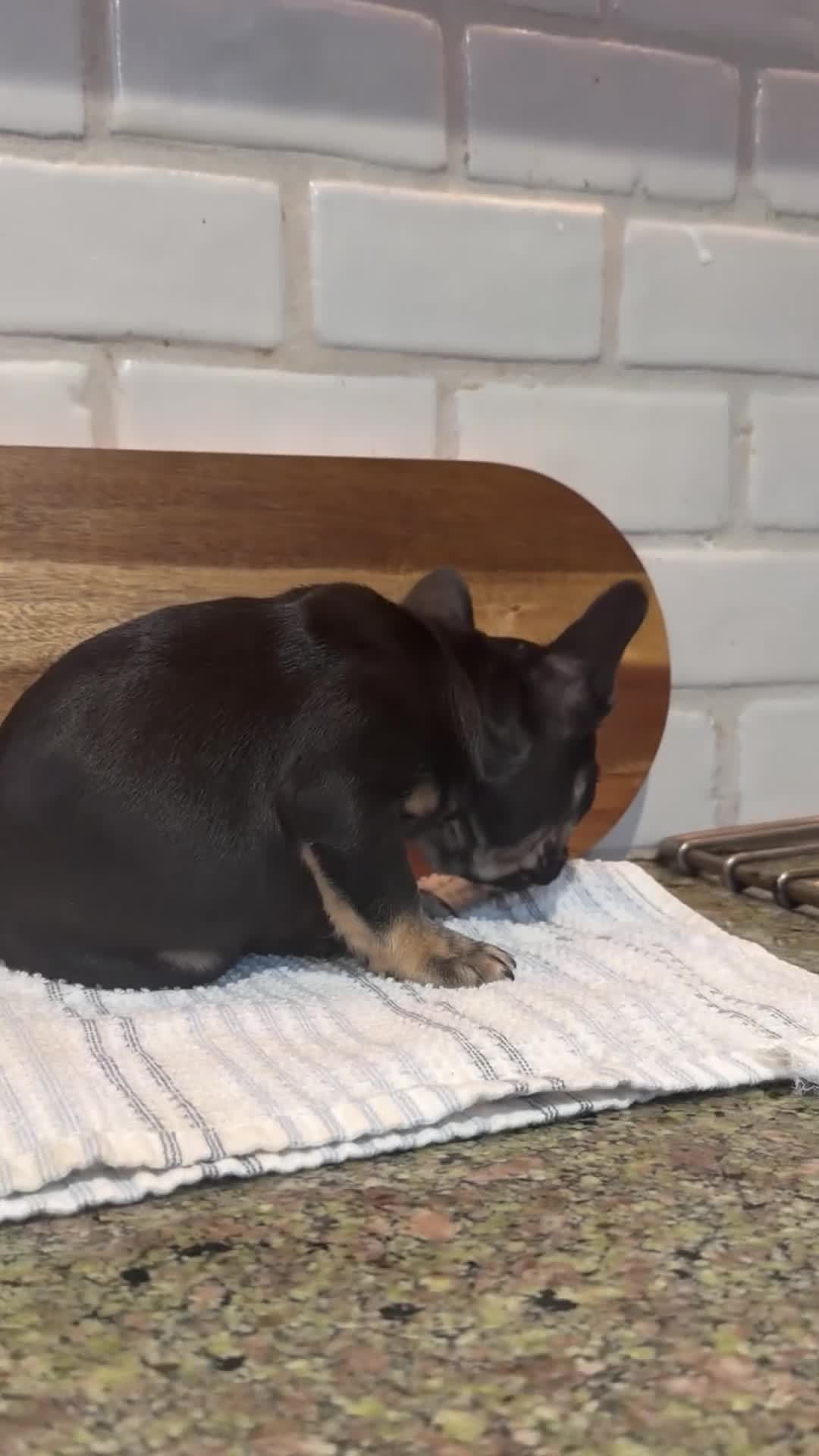 French Bulldog dogs for sale: Minnie - Video 1