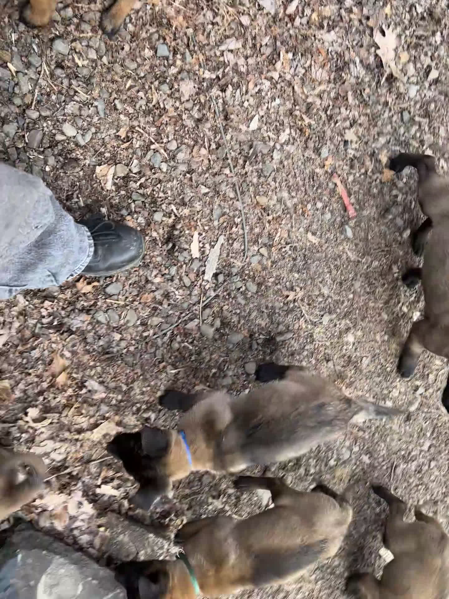 Belgian Malinois dogs for sale: Belgian Malinois Puppy 3 - Video 1