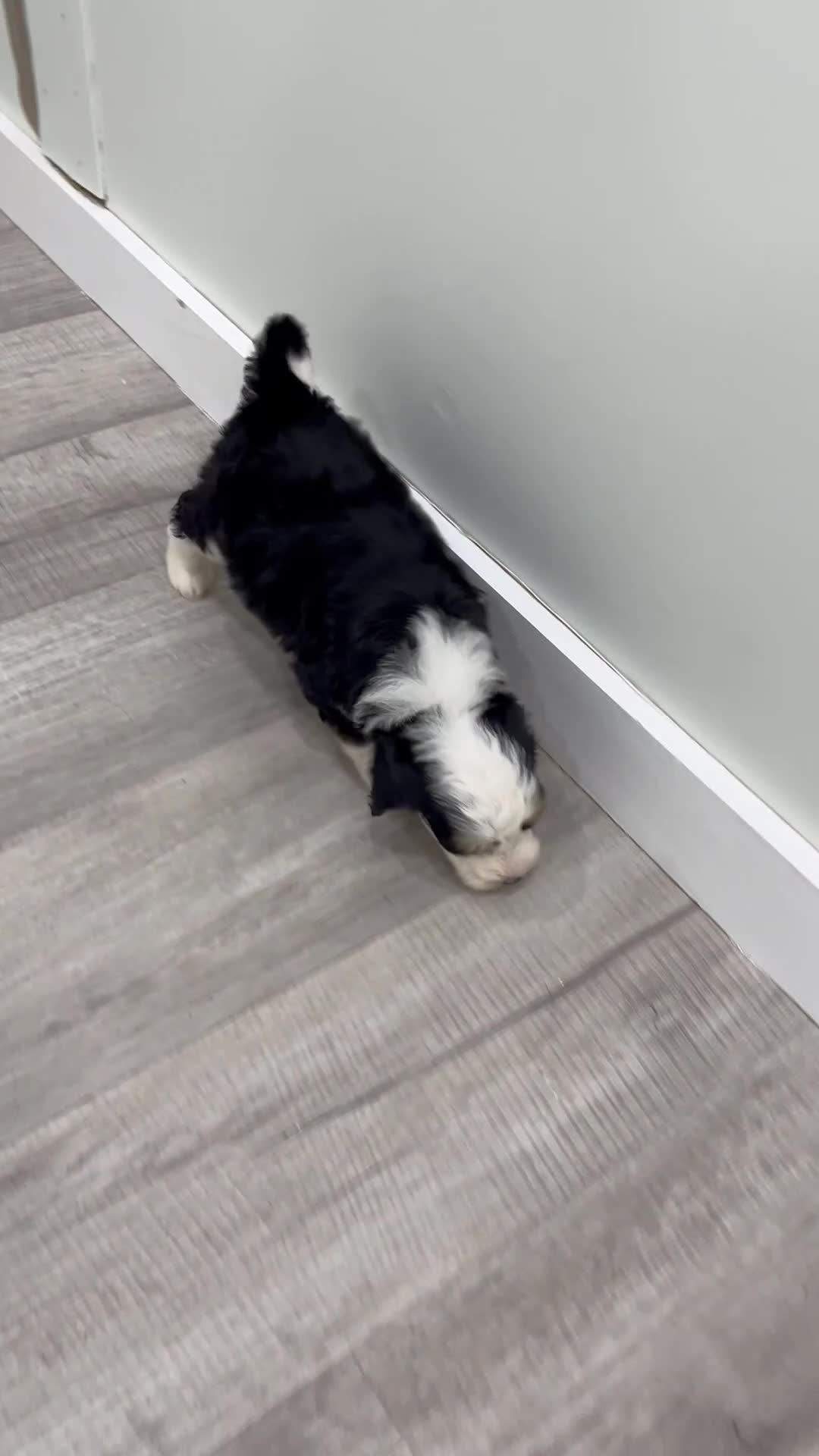 Mini Bernedoodle dogs for sale: Shadow - Video 1