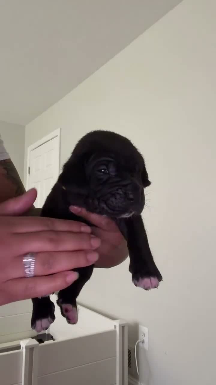 Cane Corso dogs for sale: Cojuh💛 - Video 1