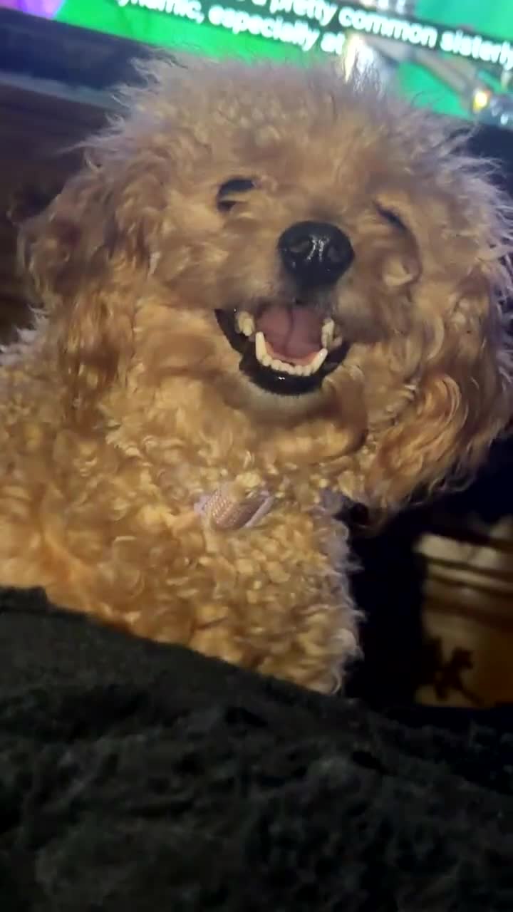 Yorkiepoo dogs for sale: Yorkiepoo Puppy 1 - Video 1