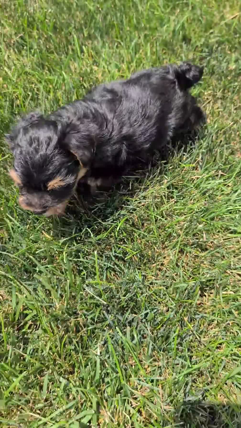 Yorkiepoo dogs for sale: Zya - Video 1