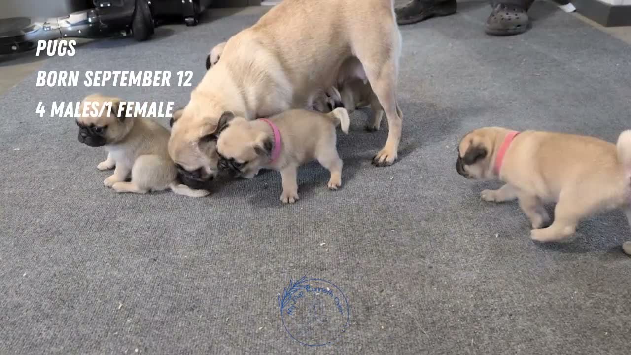 Pug dogs for sale: Namor - Video 2