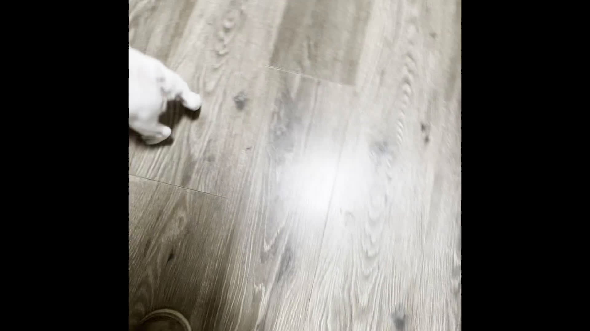 French Bulldog dogs for sale: Dixie - Video 1