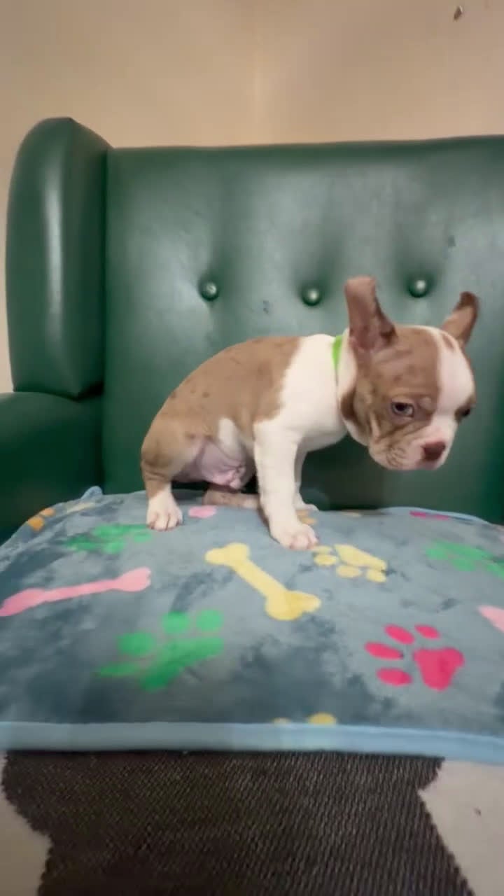 Boston Terrier dogs for sale: Roscoe - Video 1