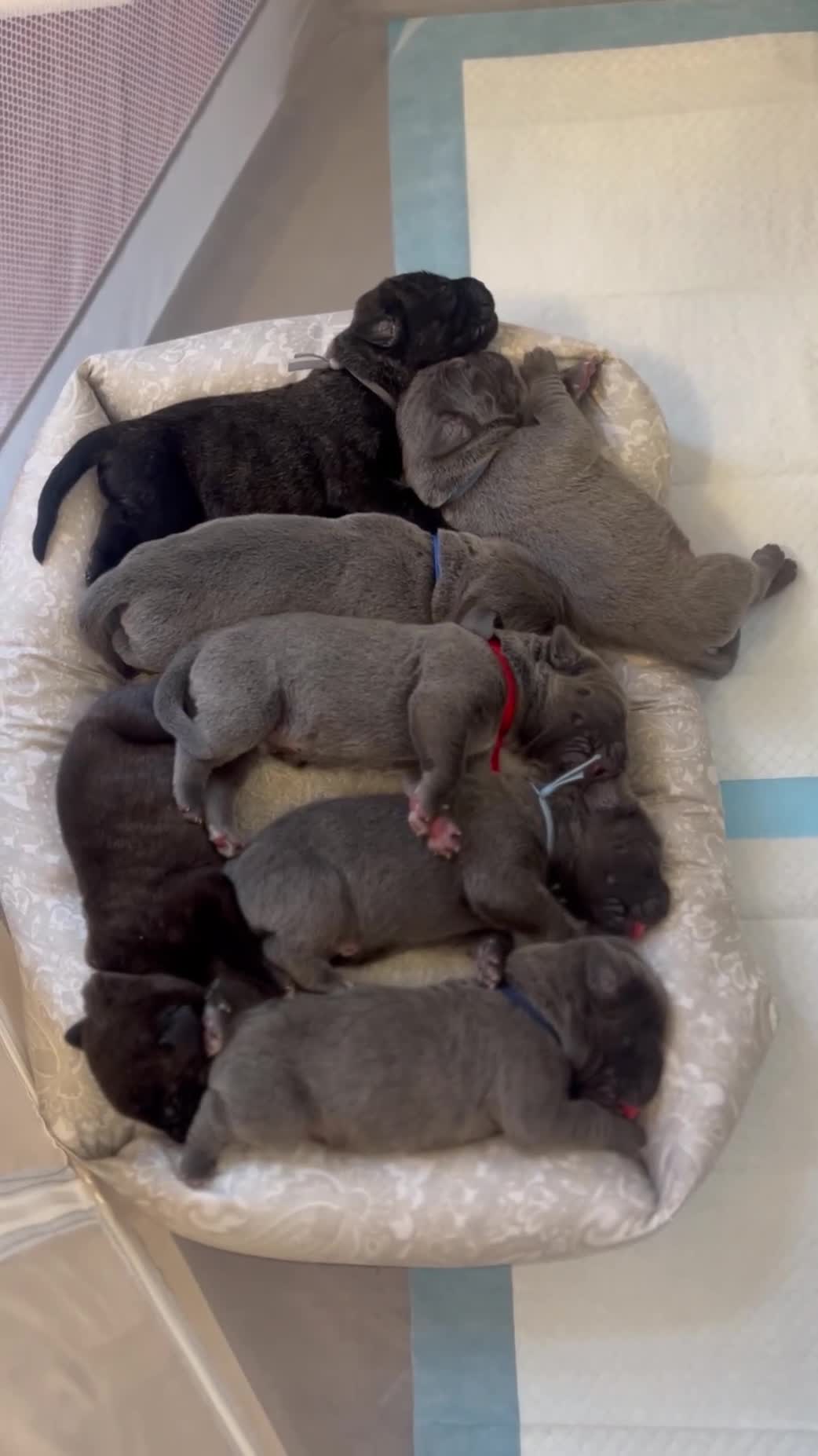 Cane Corso dogs for sale: Luxe - Video 2