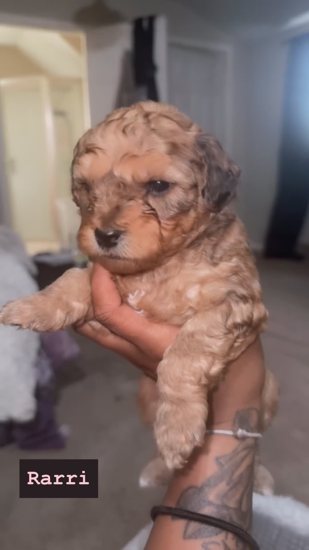 Mixed Breed dogs for sale: Rarri - Video 1