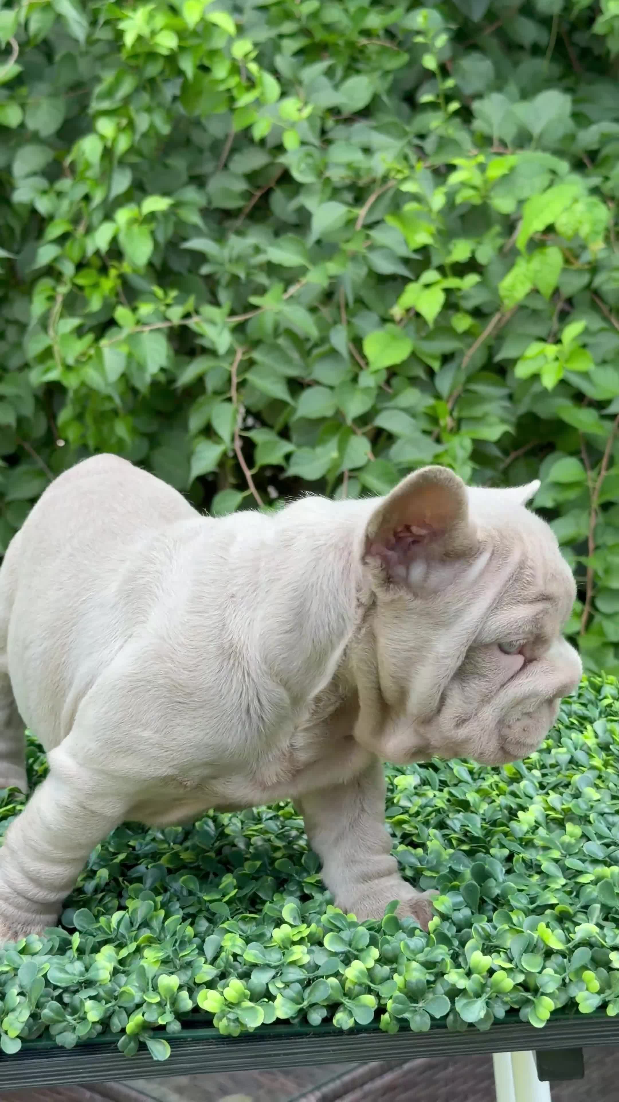 French Bulldog dogs for sale:  BOSS  - Video 1