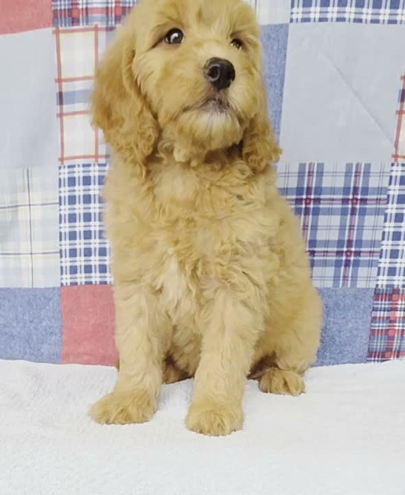 Mini Goldendoodle dogs for sale: Bandit - Video 1