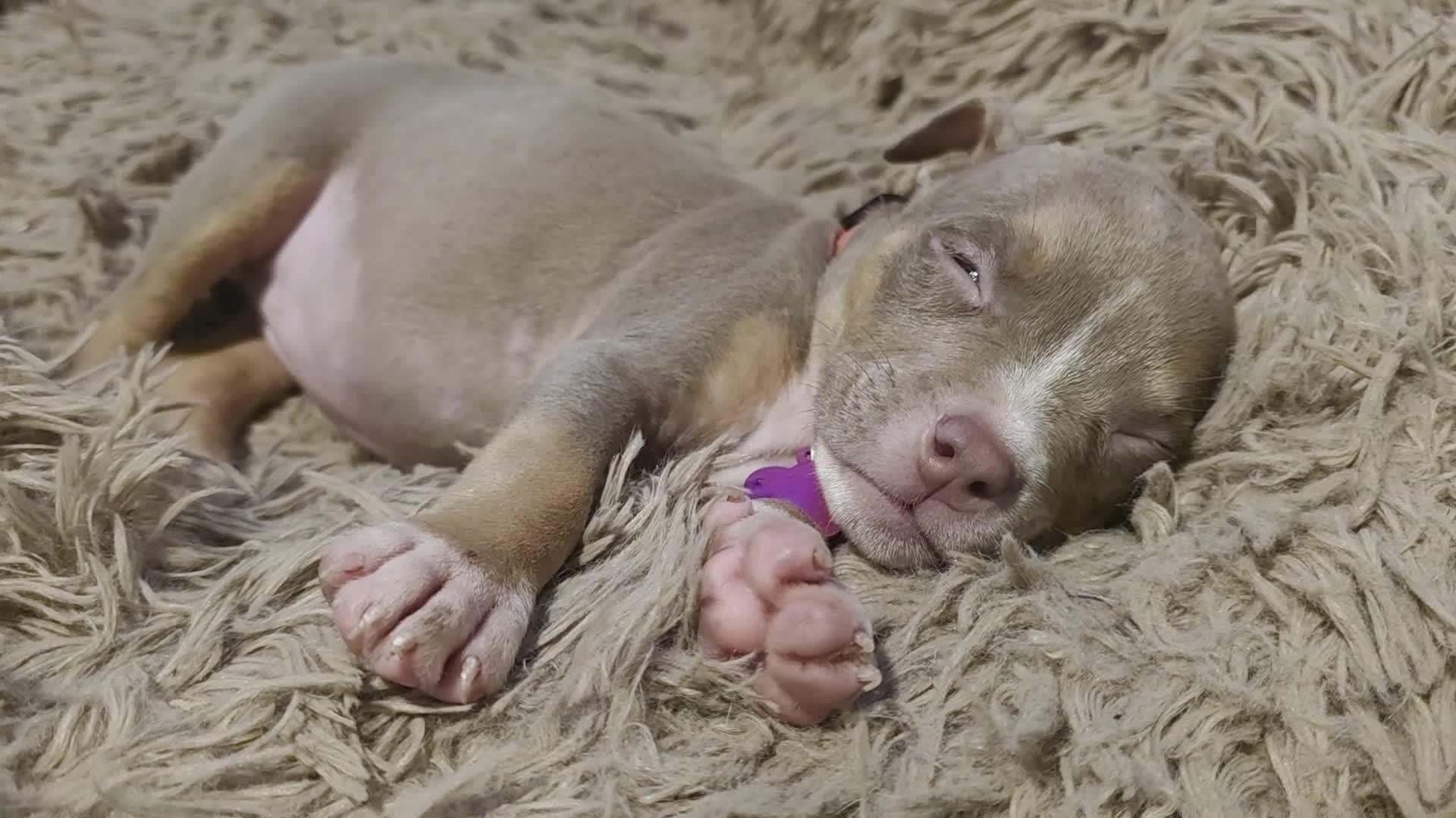 American Bully dogs for sale: American Bully 4 - Video 1