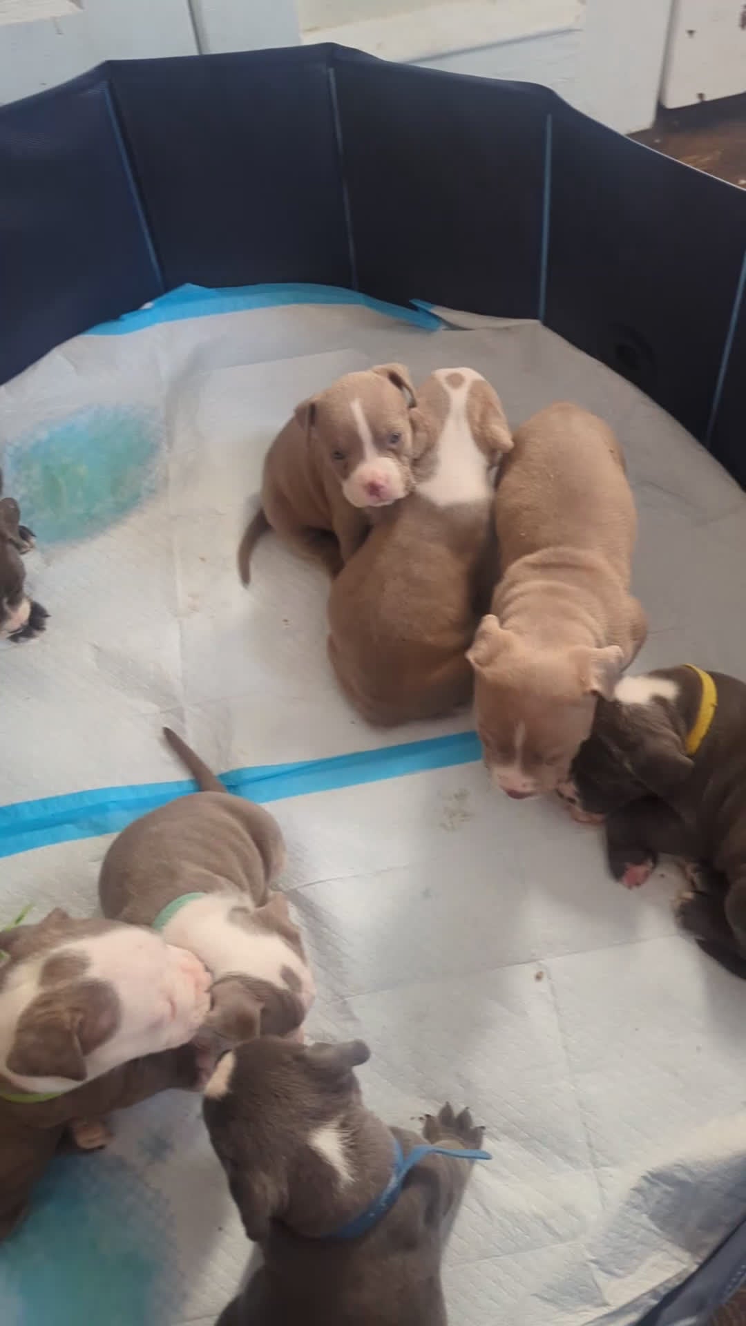 American Bully dogs for sale: American Bully Puppy 6 - Video 2