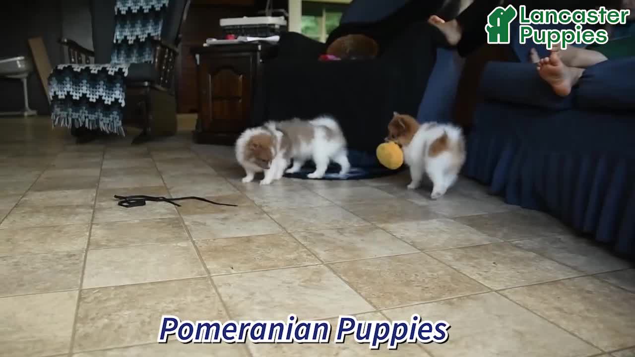 Pomeranian dogs for sale: Porter - Video 1