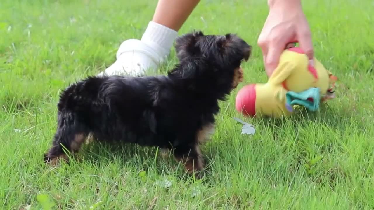 Yorkshire Terrier dogs for sale: Bobby - Video 2