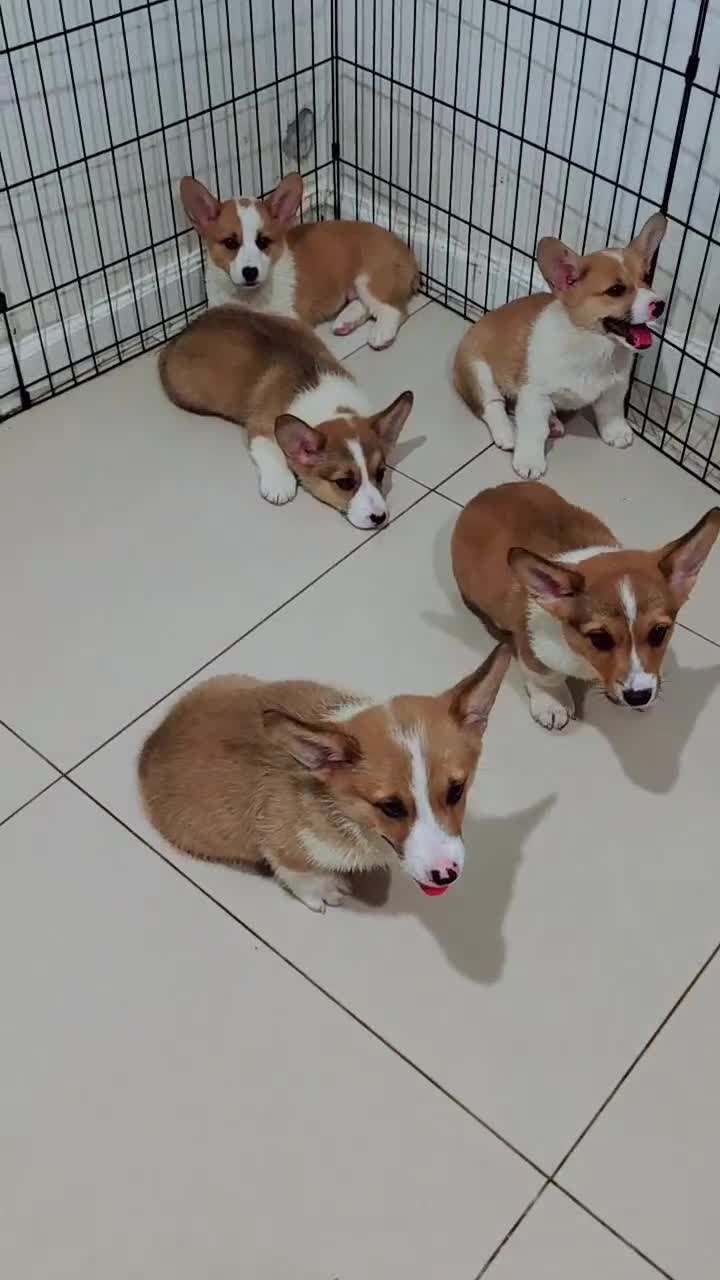 Welsh Corgi Pembroke dogs for sale: Welsh Corgi Pembroke 1 - Video 1