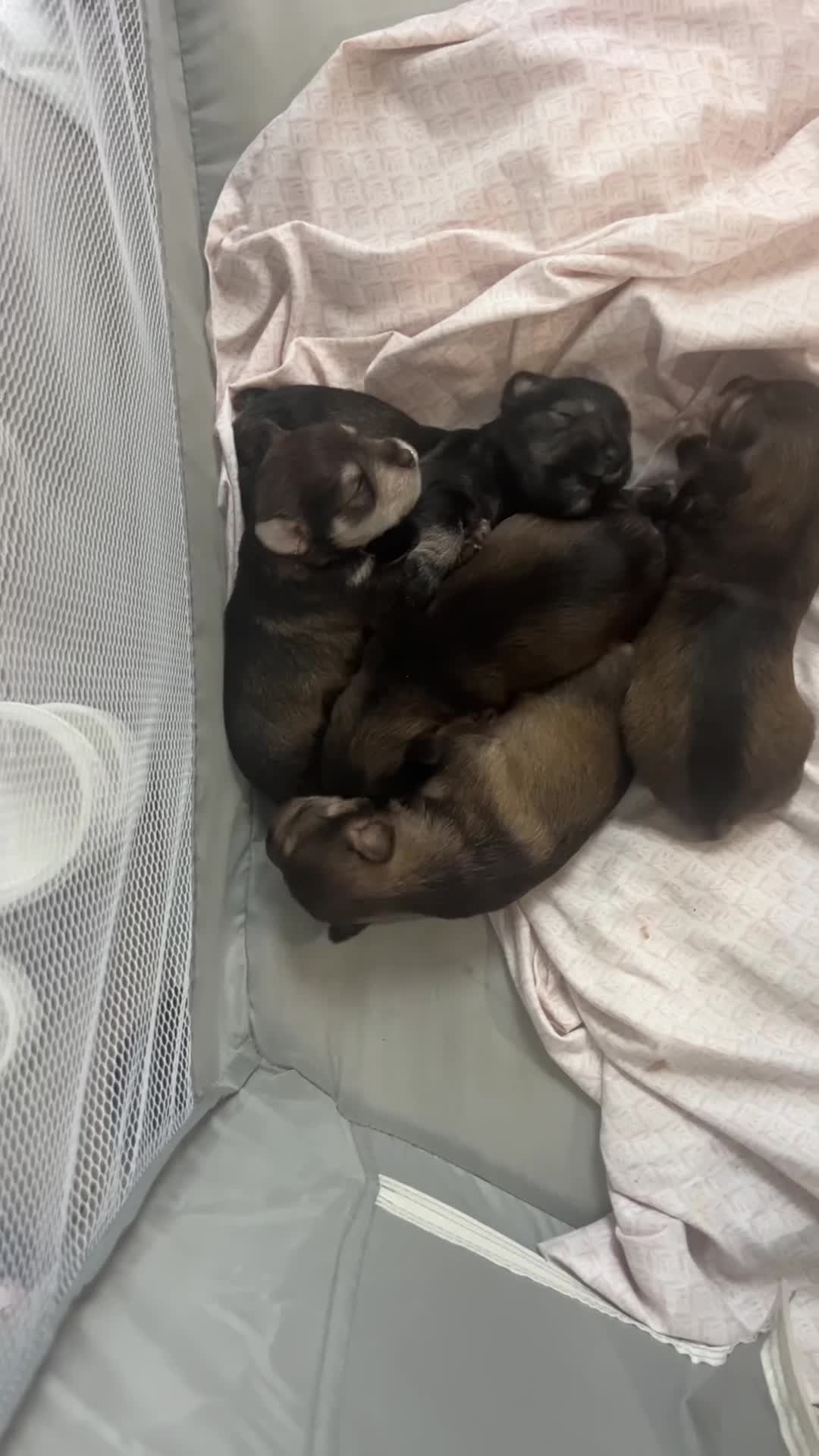 Miniature Schnauzer dogs for sale: Miniature Schnauzer Puppy 5 - Video 2
