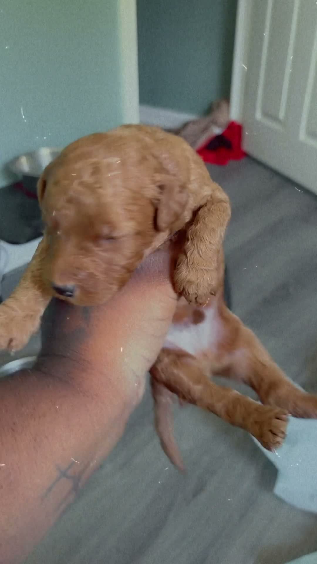 Mini Goldendoodle dogs for sale: Mini Goldendoodle 2 - Video 1