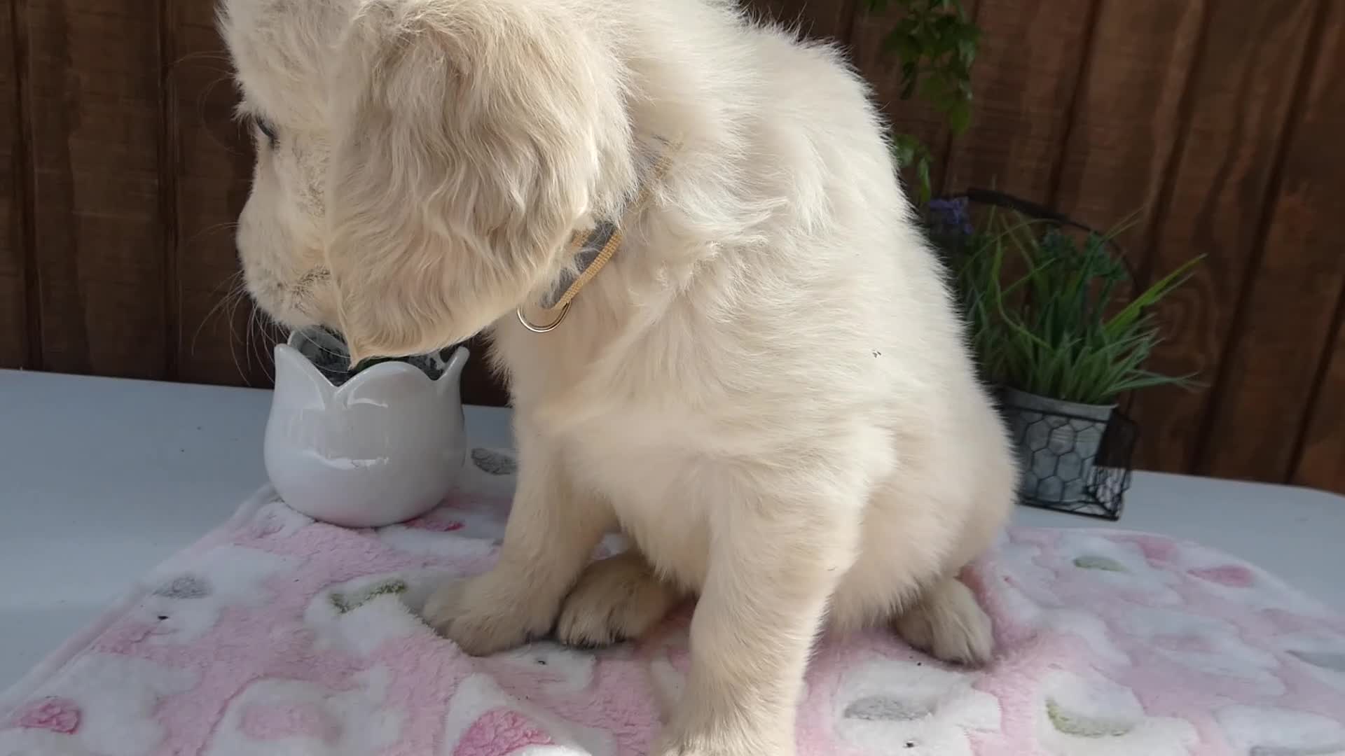 Golden Retriever dogs for sale: Golden Retriever 9 Tina - Video 1