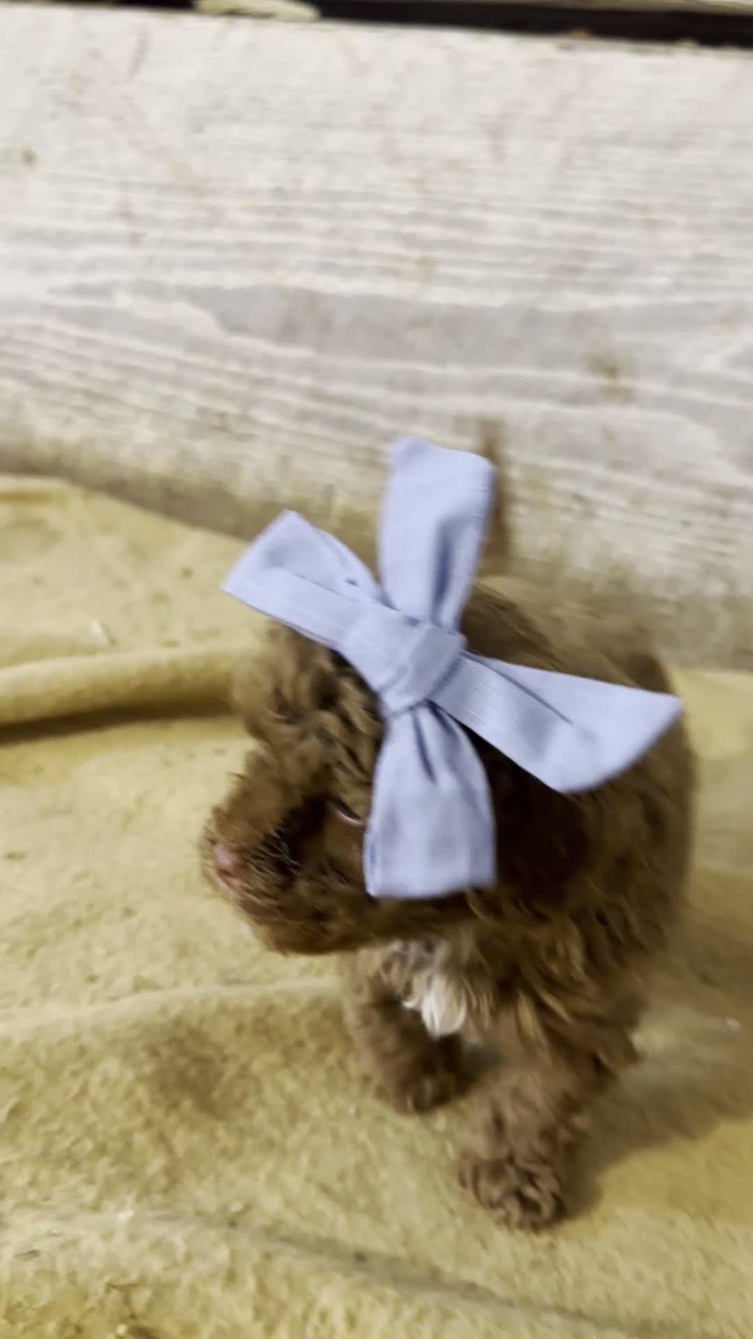 Toy Poodle dogs for sale: TEACUP Tootsie- AKC Genetic tested parents - Video 1