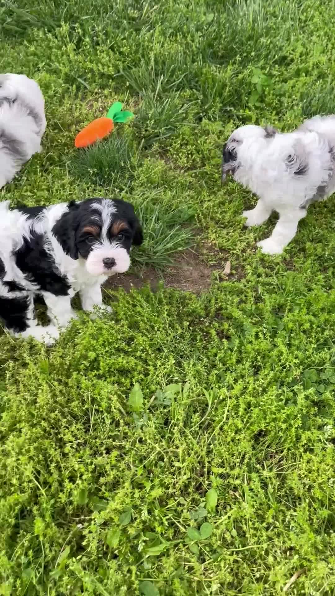 Cavapoo dogs for sale: Jade - Video 2