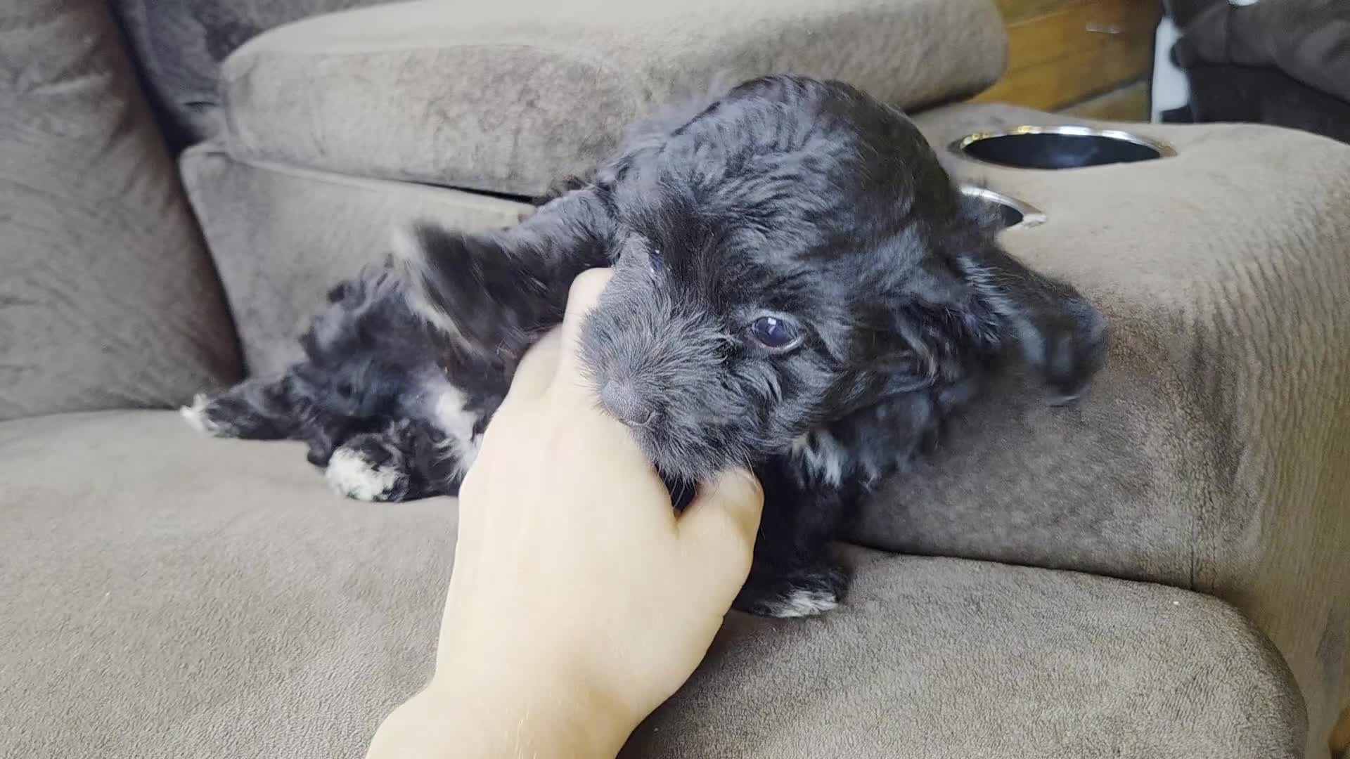 Mini Aussiedoodle dogs for sale: Drakar - Video 1