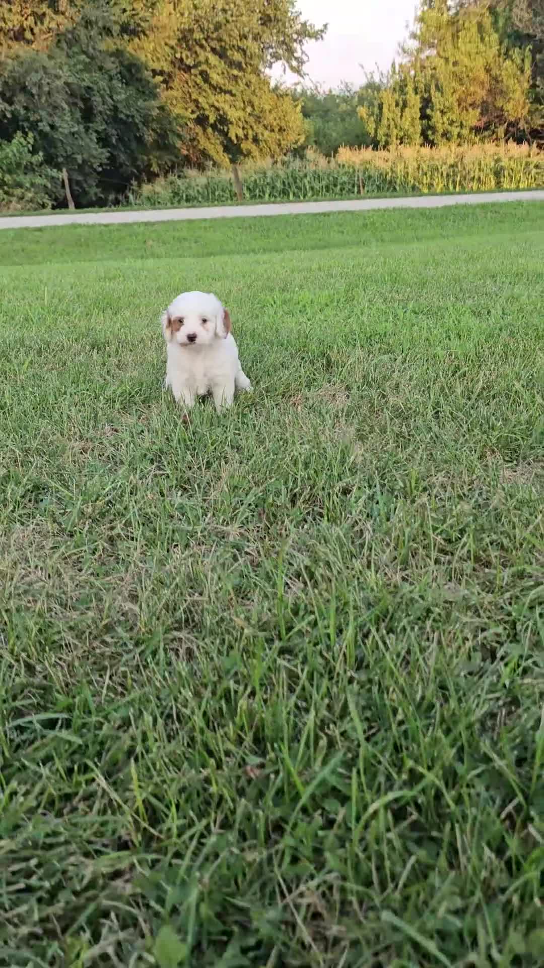 Cavapoo dogs for sale: Ice - Video 2