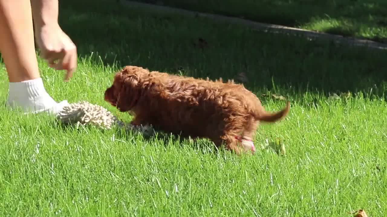 Cockapoo dogs for sale: Willow - Video 3