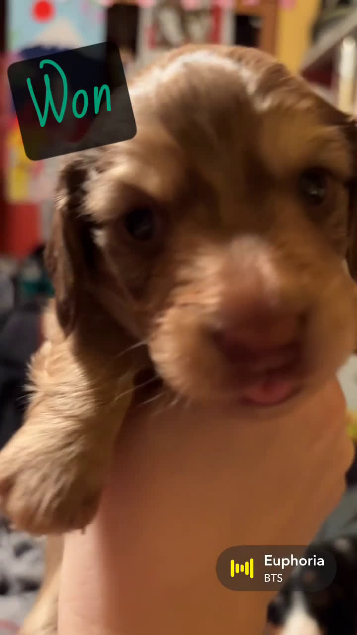 Miniature Dachshund dogs for sale: Won - Video 1