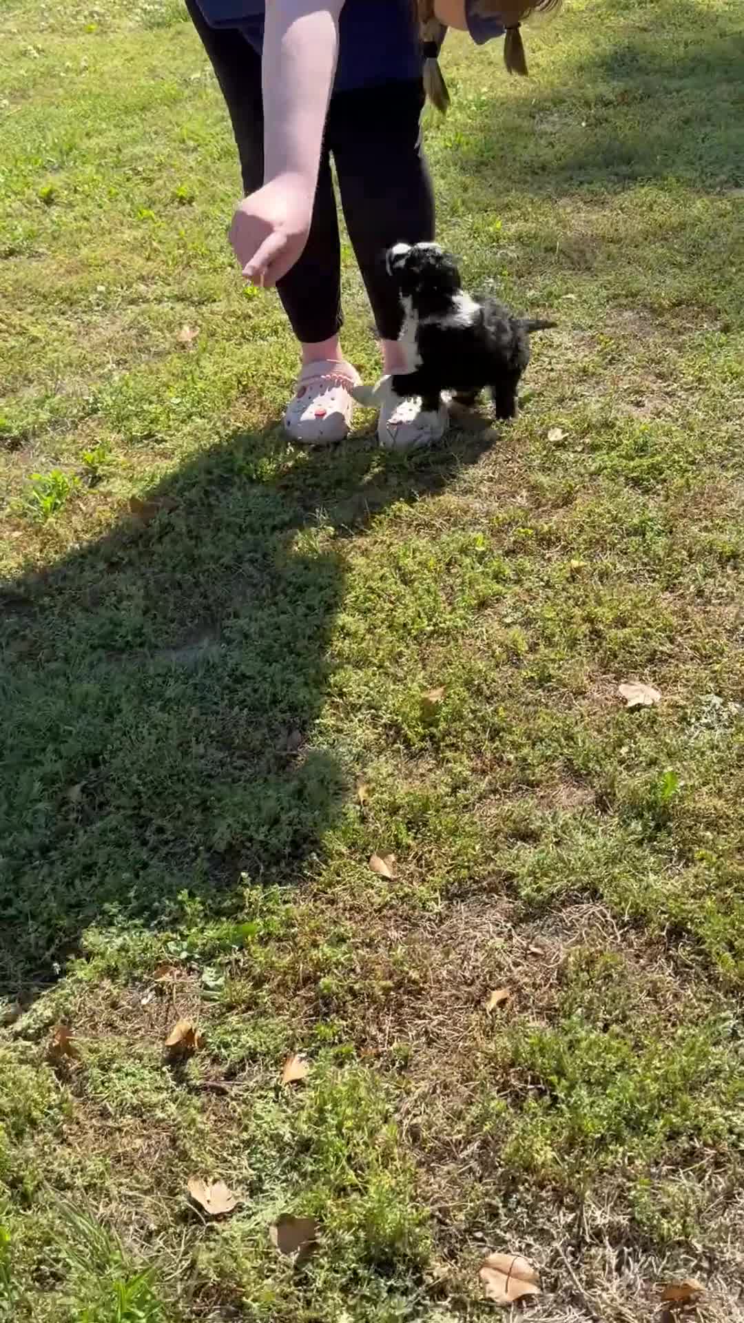 Aussiedoodle dogs for sale: Orange Blossom (Orange) - Video 1