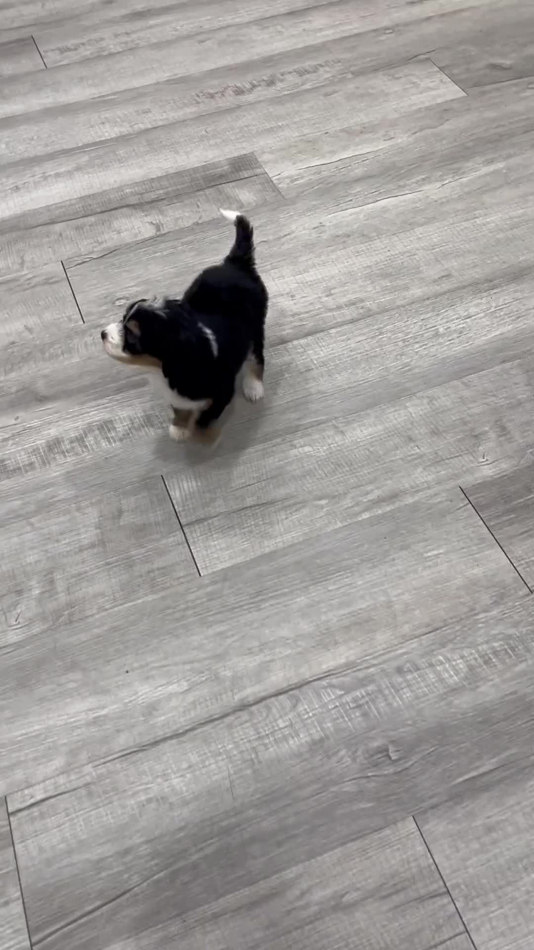 Mini Bernedoodle dogs for sale: Serena - Video 1