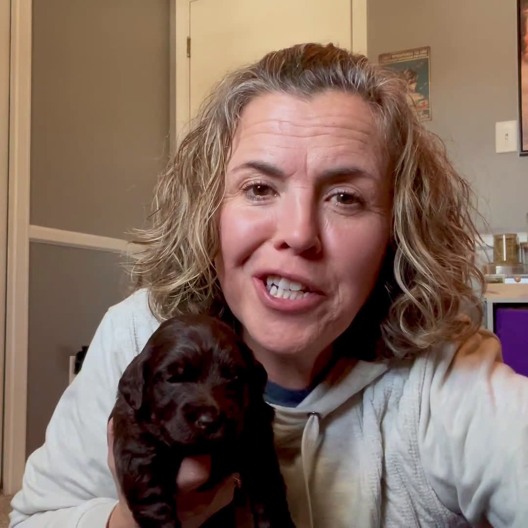 Labradoodle dogs for sale: Shadow - Video 2