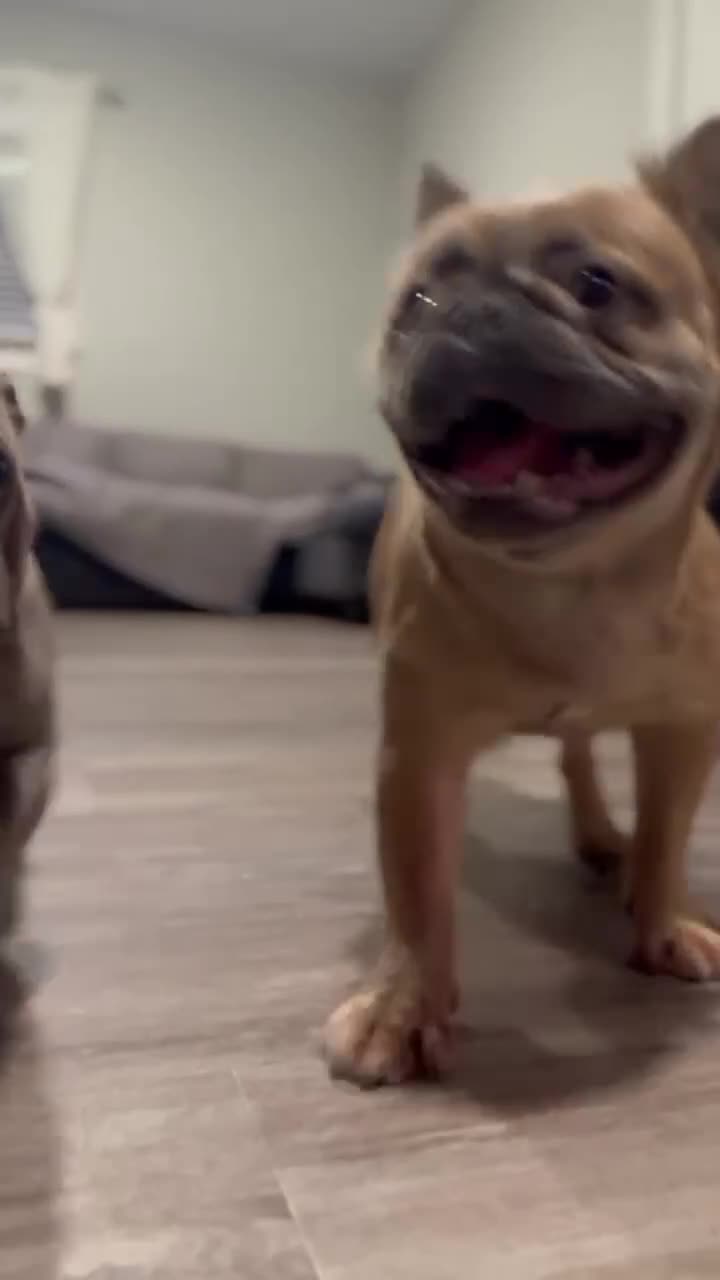 French Bulldog dogs for sale: French Bulldog Puppy 2 - Video 2