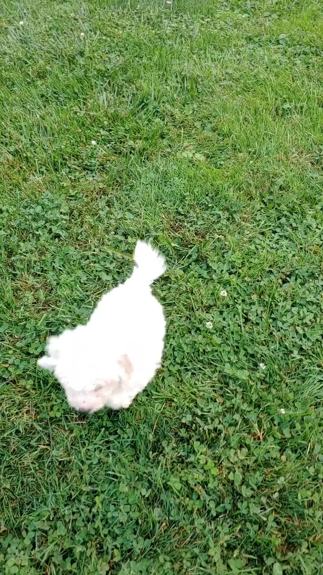 Bichon Frise dogs for sale: Bobby - Video 1