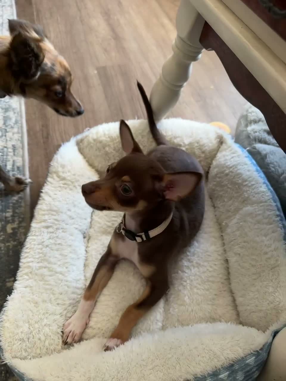 Chihuahua dogs for sale: Chihuahua 1 - Video 1