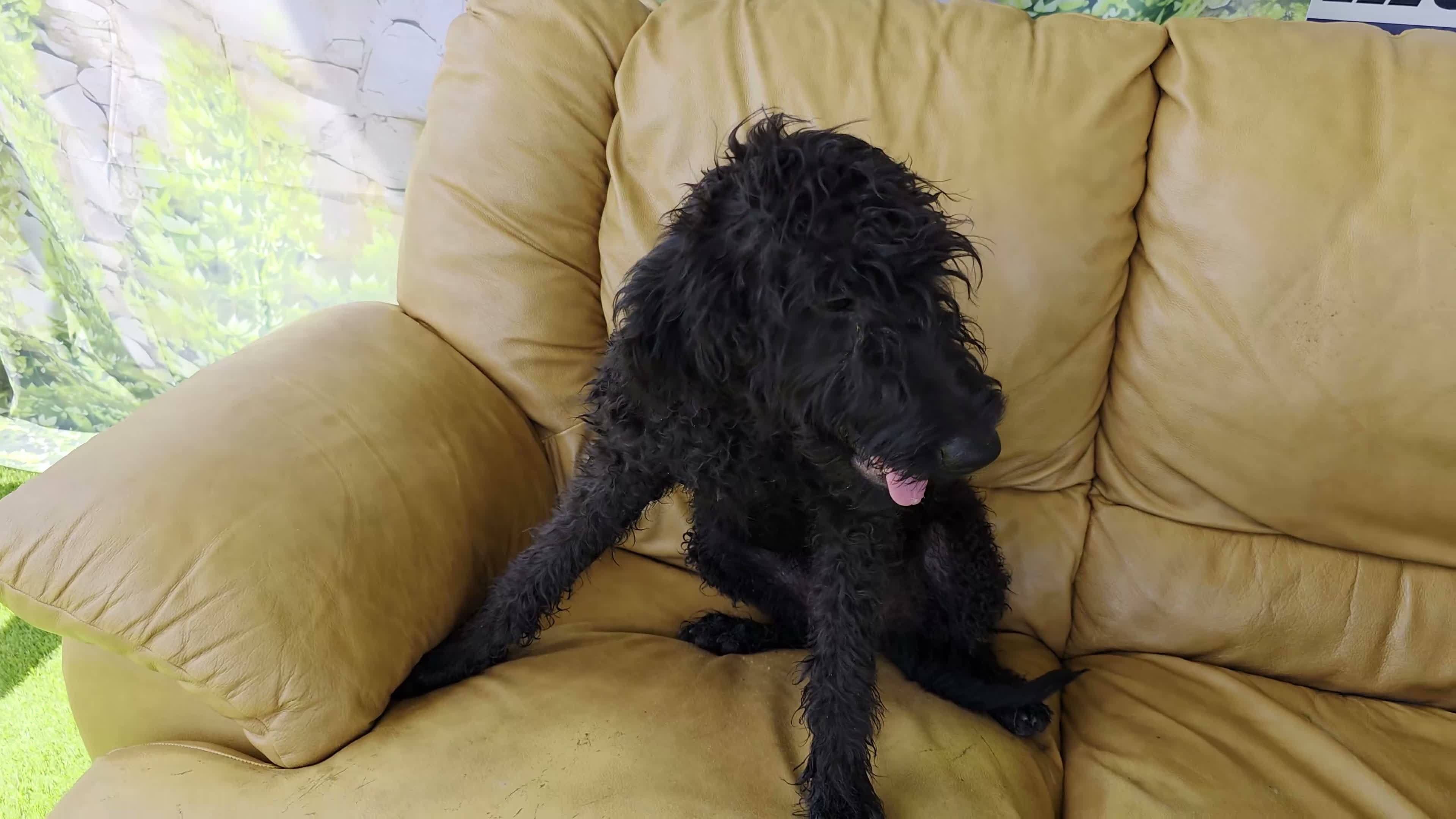 Labradoodle dogs for sale: Sadie - Video 1