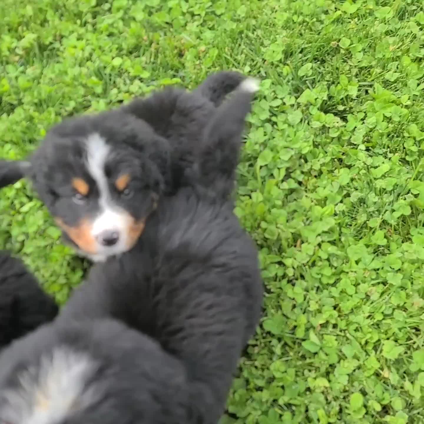 Bernese Mountain Dog dogs for sale: Robby - Video 1
