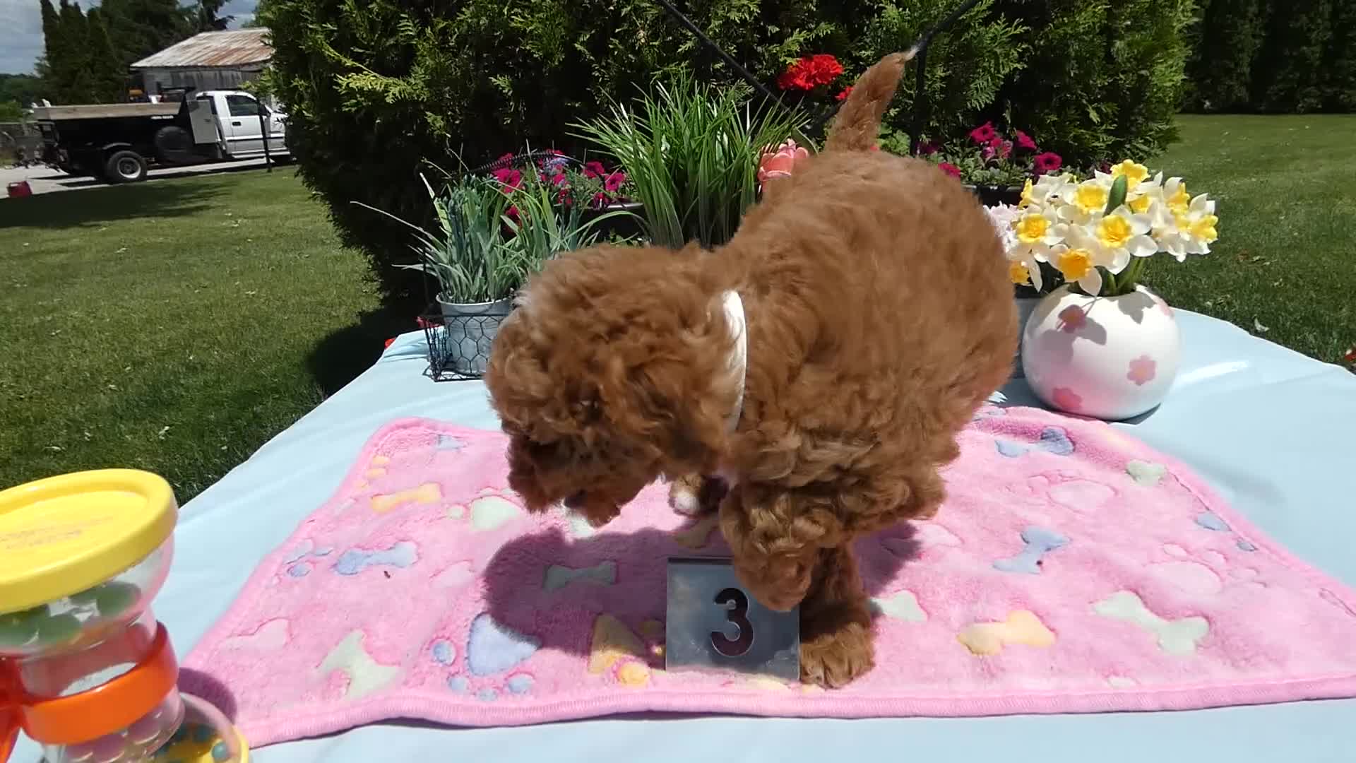 Mini Goldendoodle dogs for sale: Mini Goldendoodle 4 Charman - Video 1