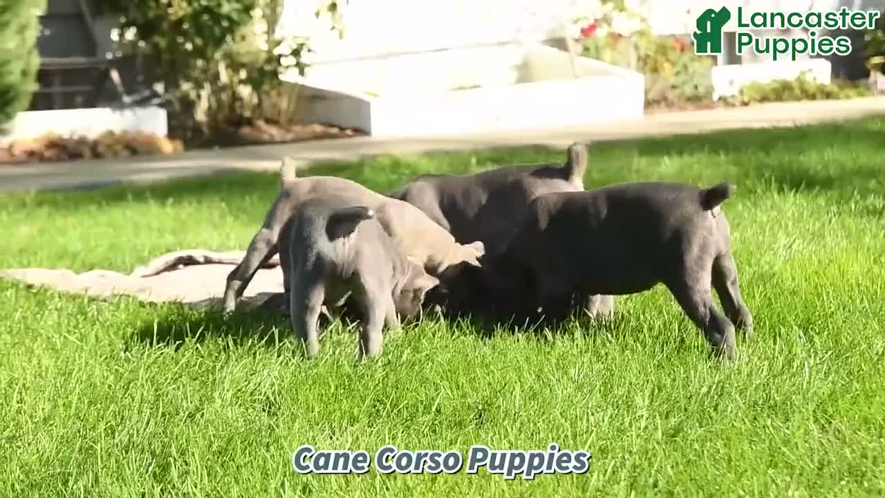 Cane Corso dogs for sale: Tundra - Video 1