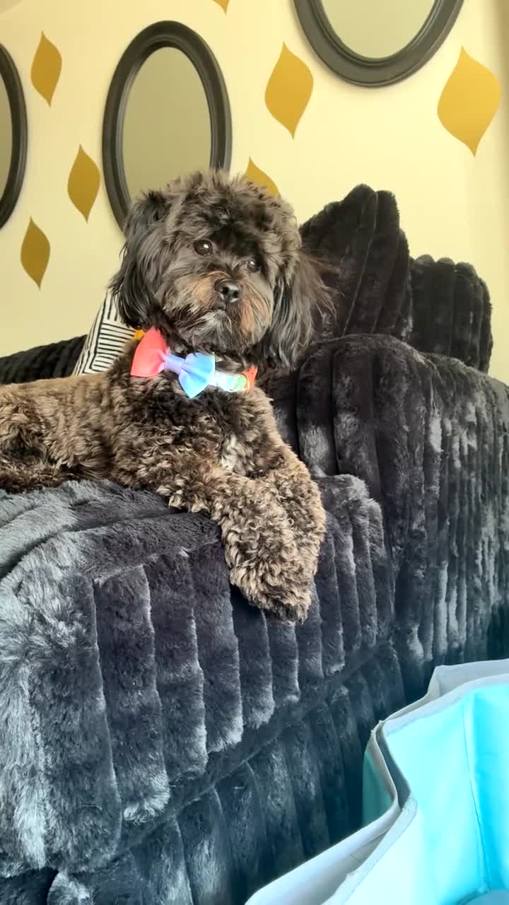 Shihpoo dogs for stud: Shihpoo  - Video 1