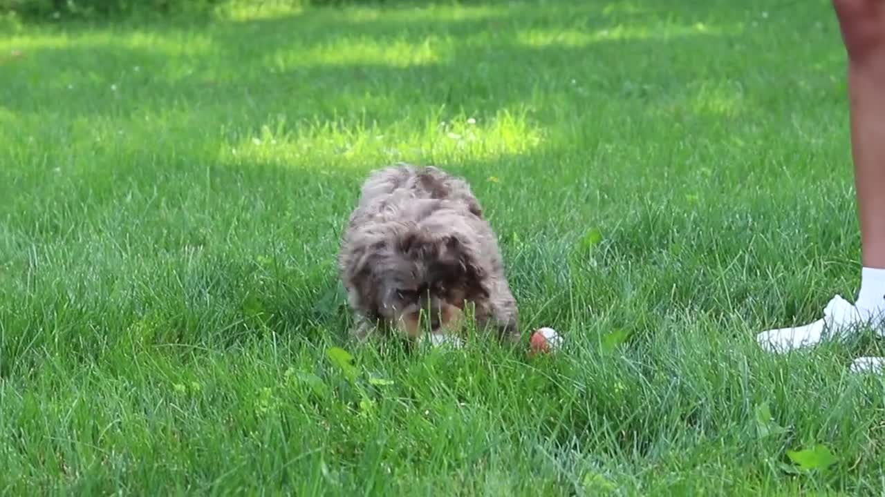 Cavapoo dogs for sale: Skipper - Video 1